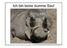 Dumme-Sau-2.pdf